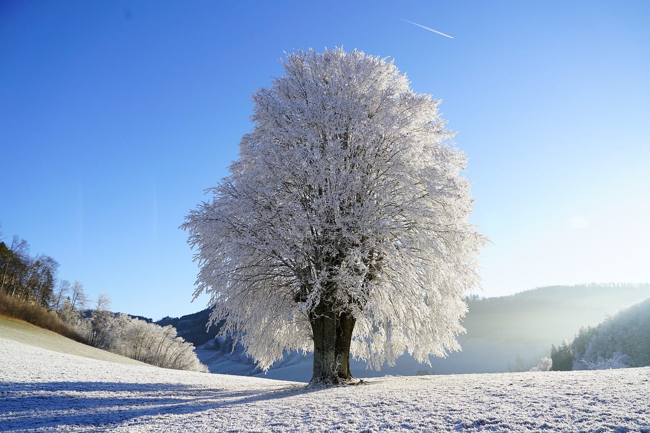Un arbre couvert de givre dans un paysage enneigé, sous un ciel bleu